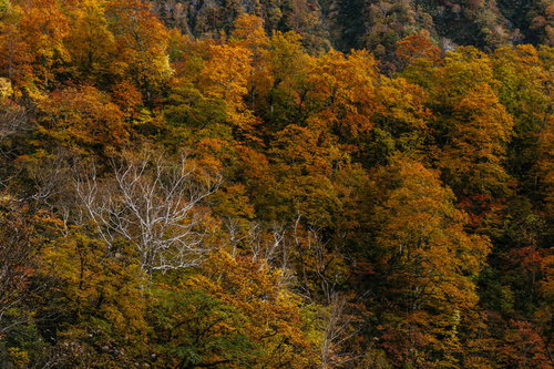 日本百名山・妙高山三伏の真っ赤な紅葉と黄葉の秋景色