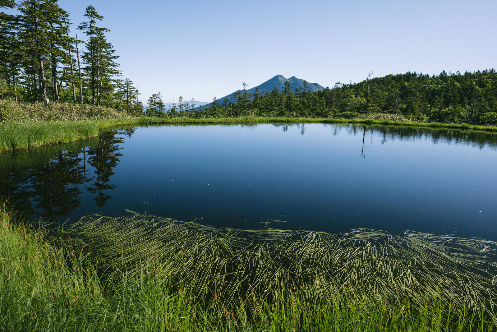 至仏山を背景に尾瀬湿原の池塘と水草が広がる自然風景