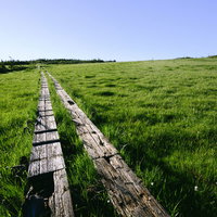 至仏山の横田代湿原に続く木道の風景と緑の草原の写真