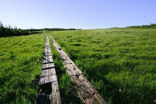 至仏山の横田代湿原に続く木道の風景と緑の草原