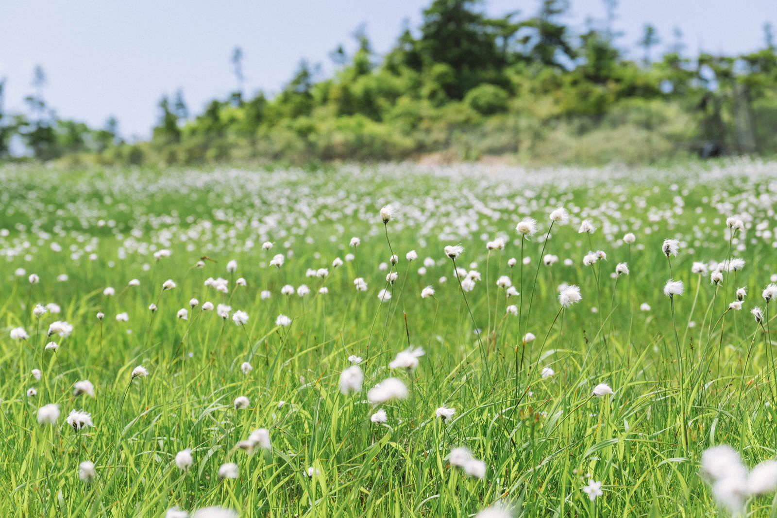 至仏山の緑の草原に白いワタスゲの花穂が点在している風景