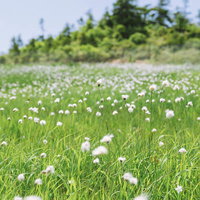 至仏山の湿原に広がるワタスゲの白い花穂と高山風景の写真