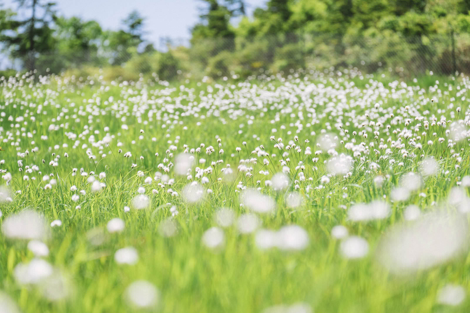 至仏山の山腹に白い花穂をつけたワタスゲが群生する草原の風景