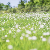 日本百名山・至仏山の山腹に群生するワタスゲの写真