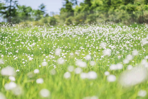 日本百名山・至仏山の山腹に群生するワタスゲ