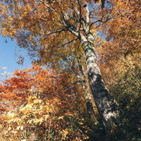 日本百名山・雨飾山の樹林帯に色づくオレンジと赤の紅葉の写真