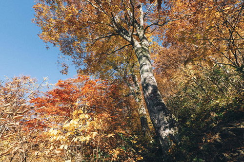 日本百名山・雨飾山の樹林帯に色づくオレンジと赤の紅葉