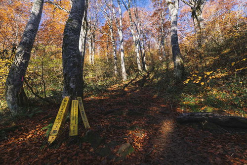 日本百名山の雨飾山ブナ平を通る秋の登山道