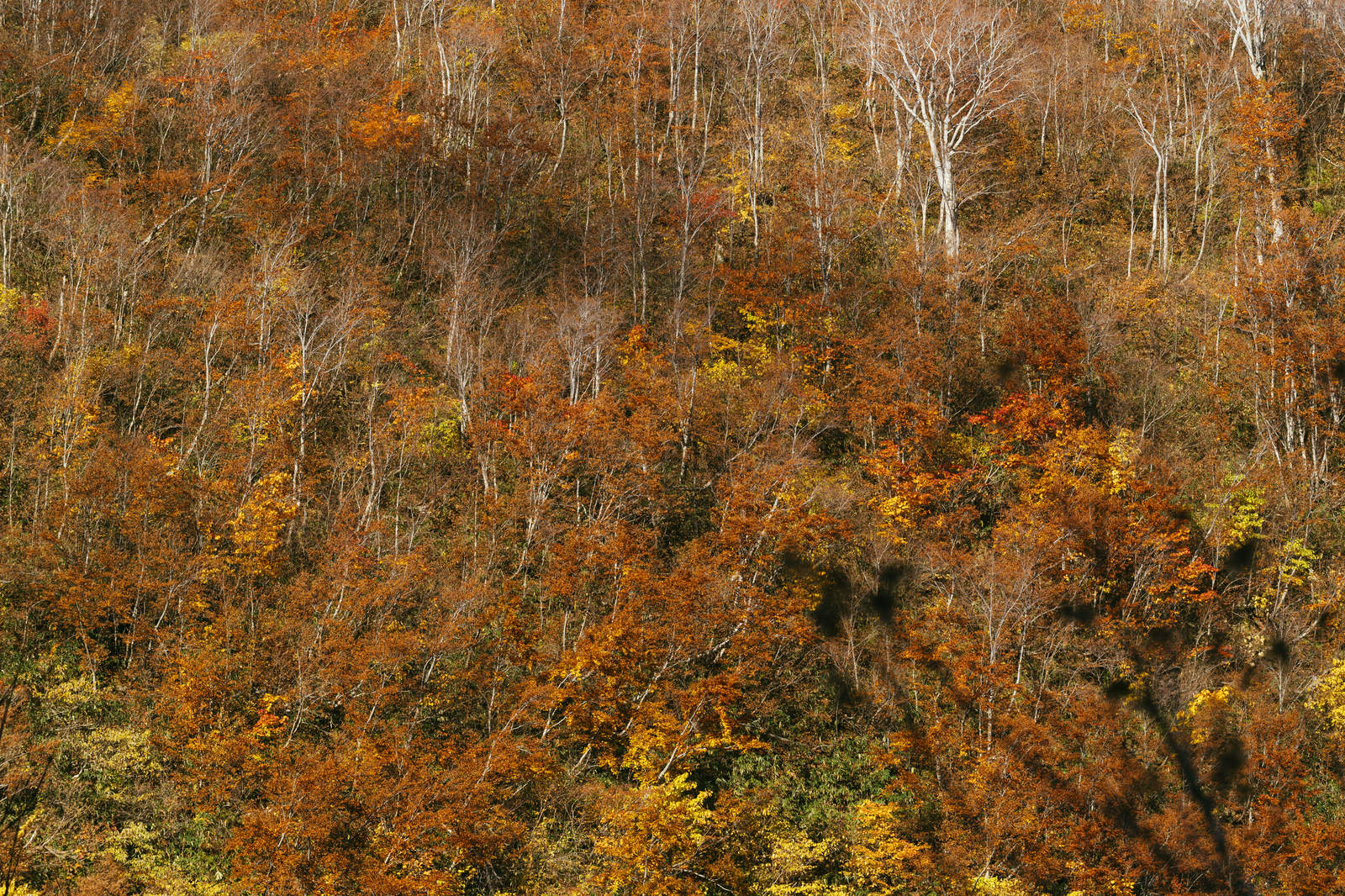 オレンジと黄色に紅葉した雨飾山の山腹斜面