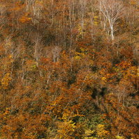 日本百名山・雨飾山の山腹を彩る秋の紅葉と登山道の写真