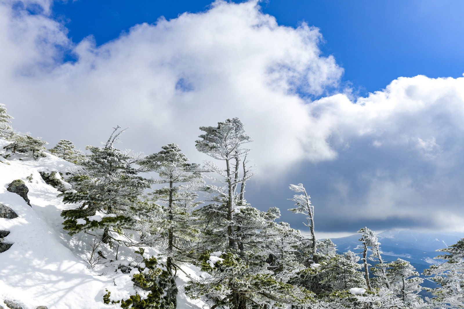 雪化粧した蓼科山の針葉樹林と青空に浮かぶ白い雲の冬景色