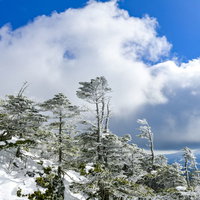 凍った森と雲海が広がる蓼科山の冬景色 雪山の絶景の写真