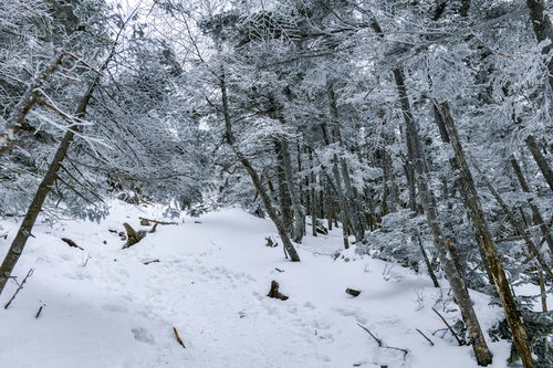 凍てついた森が続く蓼科山の登山道を行く冬季登山風景