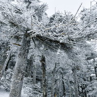 蓼科山の凍てついた針葉樹林の写真