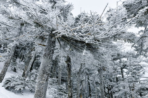 蓼科山の凍てついた針葉樹林