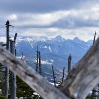 蓼科山の立ち枯れた木々の間から見える八ヶ岳南部の雪化粧した山々の写真