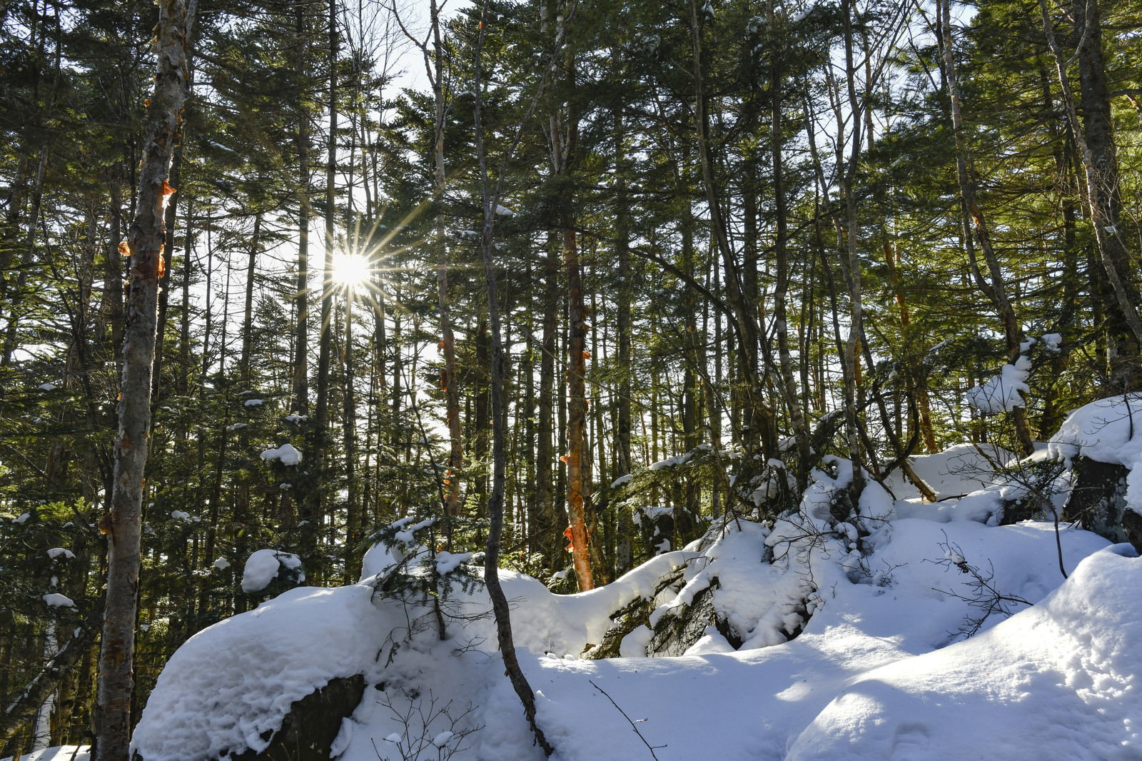 雪に覆われた蓼科山の森に西日が差し込み、針葉樹の影が雪面に映る