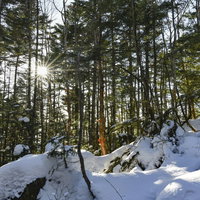 西日が差し込む蓼科山の雪積もる森林の針葉樹林風景の写真