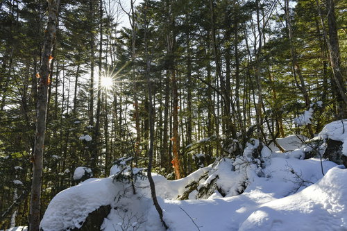 西日が差し込む蓼科山の雪積もる森林の針葉樹林風景