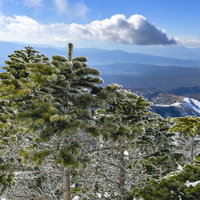 霧氷になりかけた木々が連なる蓼科山（たてしなやま）の写真