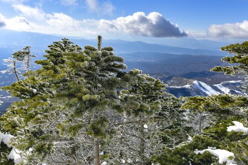霧氷になりかけた木々が連なる蓼科山（たてしなやま）