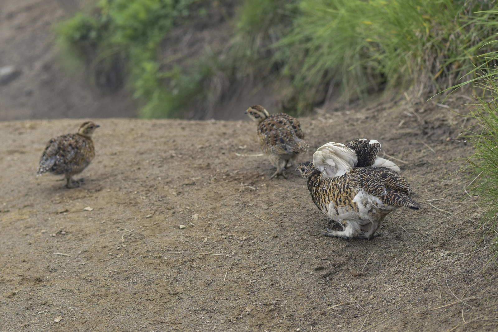 鷲羽岳の地面に座るライチョウの親鳥と周囲にいる雛鳥たち