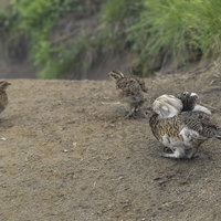 日本百名山の鷲羽岳で雛を見守るライチョウの親鳥の写真