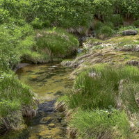 鷲羽岳・三俣蓮華岳中腹を流れる清流と高山植物の写真