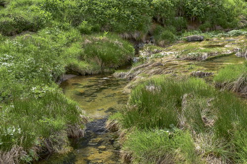 鷲羽岳・三俣蓮華岳中腹を流れる清流と高山植物