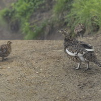 日本百名山・鷲羽岳の登山道を歩くライチョウの親子の写真