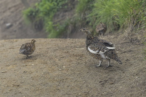 日本百名山・鷲羽岳の登山道を歩くライチョウの親子