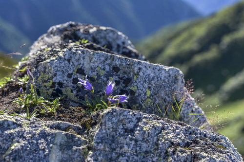 裏銀座登山道の岩場に咲く小さなチシマギキョウ（鷲羽岳）