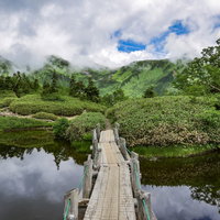鏡平山荘前の湿原から見上げるアルプスの稜線と鷲羽岳の写真