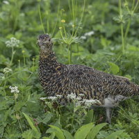 日本百名山・鷲羽岳の高山植物の中を歩くライチョウの写真