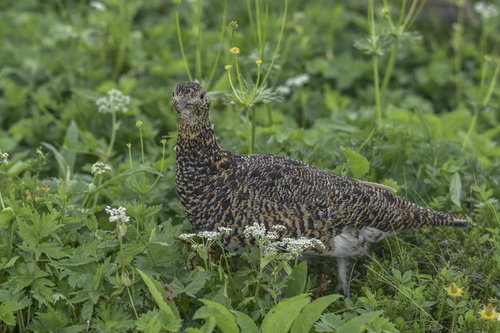日本百名山・鷲羽岳の高山植物の中を歩くライチョウ