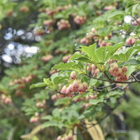 日本百名山・安達太良山に自生するドウダンツツジの写真