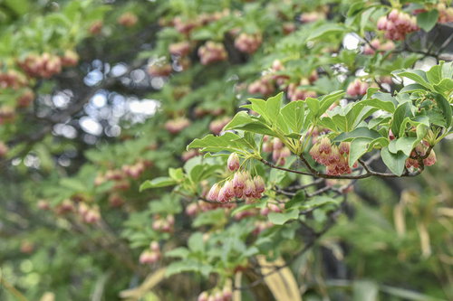 日本百名山・安達太良山に自生するドウダンツツジ