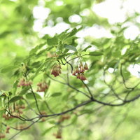 安達太良山の新緑の光に透けるドウダンツツジの写真