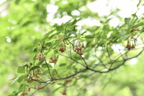 安達太良山の新緑の光に透けるドウダンツツジ