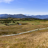 山頂の広い高層湿原を一直線に走る木道（苗場山）の写真