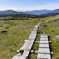 苗場山の高原を奥へ奥へとつながる木道と山並みの写真