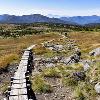 苗場山の高層湿原を貫く木道と秋の山々、湿原トレッキングの写真