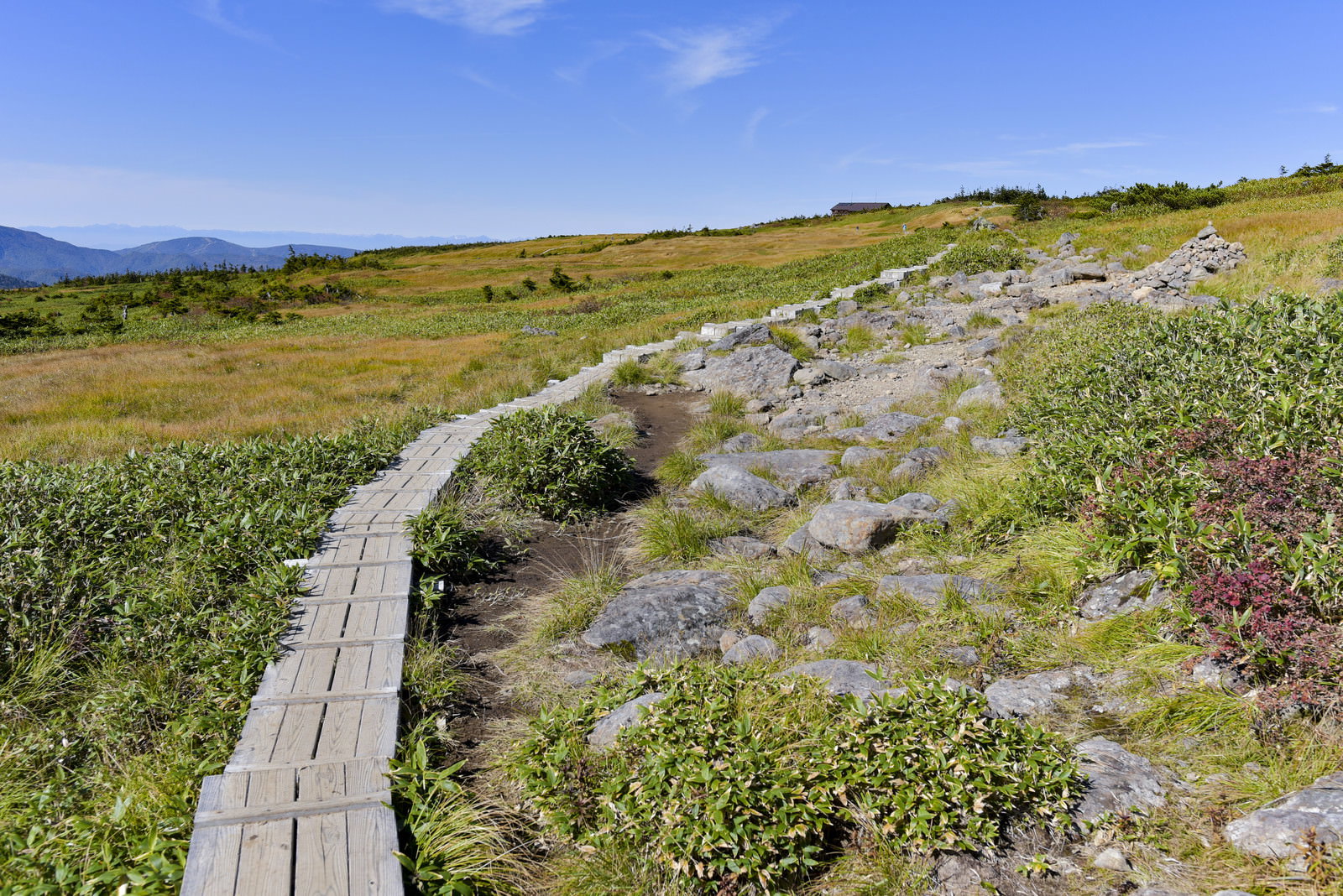 苗場山山頂の湿原を通る木製の遊歩道と両脇に広がる高山植物