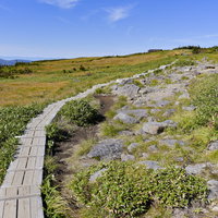 苗場山山頂の湿原へと続く木道と高山植物の遊歩道の写真