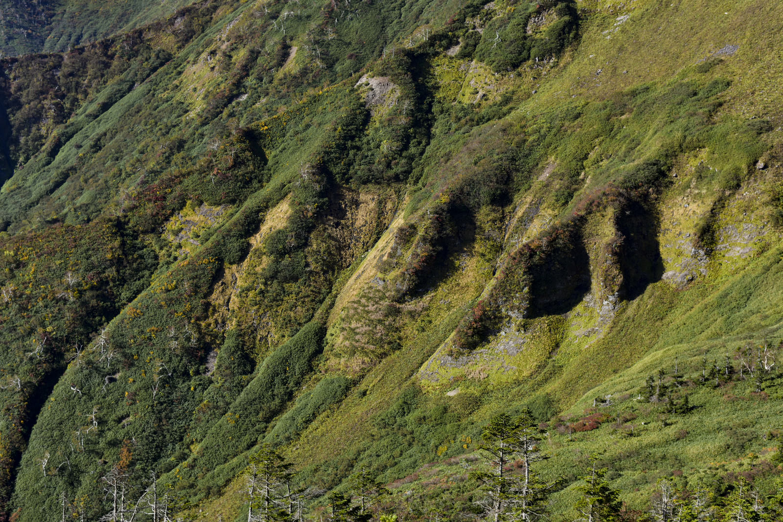 雪による侵食で深い溝が刻まれた苗場山の緑の山肌