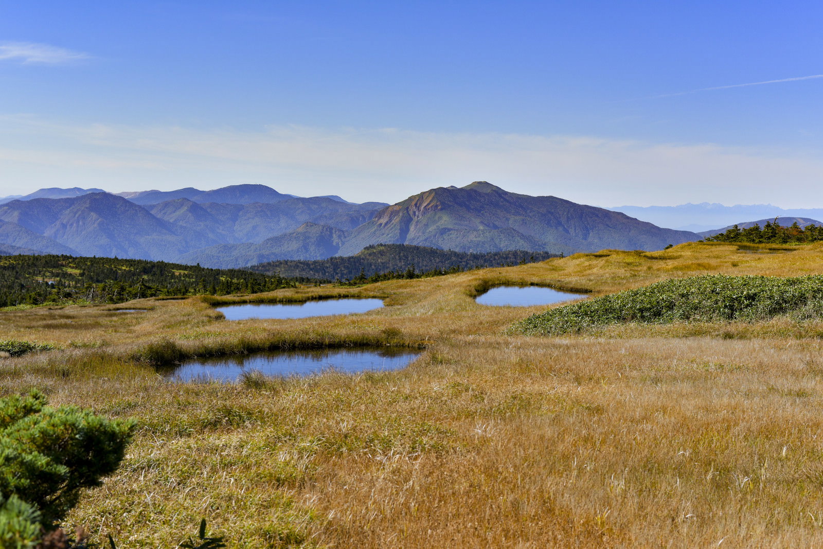 苗場山の山頂湿原に顔のような形をした池塘が点在している風景
