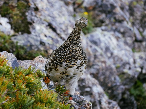仙丈ヶ岳の岩場でこちらを見つめるライチョウ