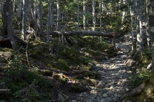 シラビソに覆われた日本百名山・仙丈ヶ岳中腹の登山道