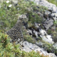 仙丈ヶ岳のハイマツから顔を覗かせるライチョウの写真