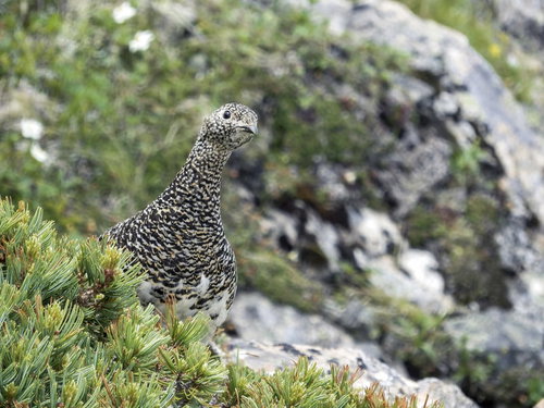 仙丈ヶ岳のハイマツから顔を覗かせるライチョウ